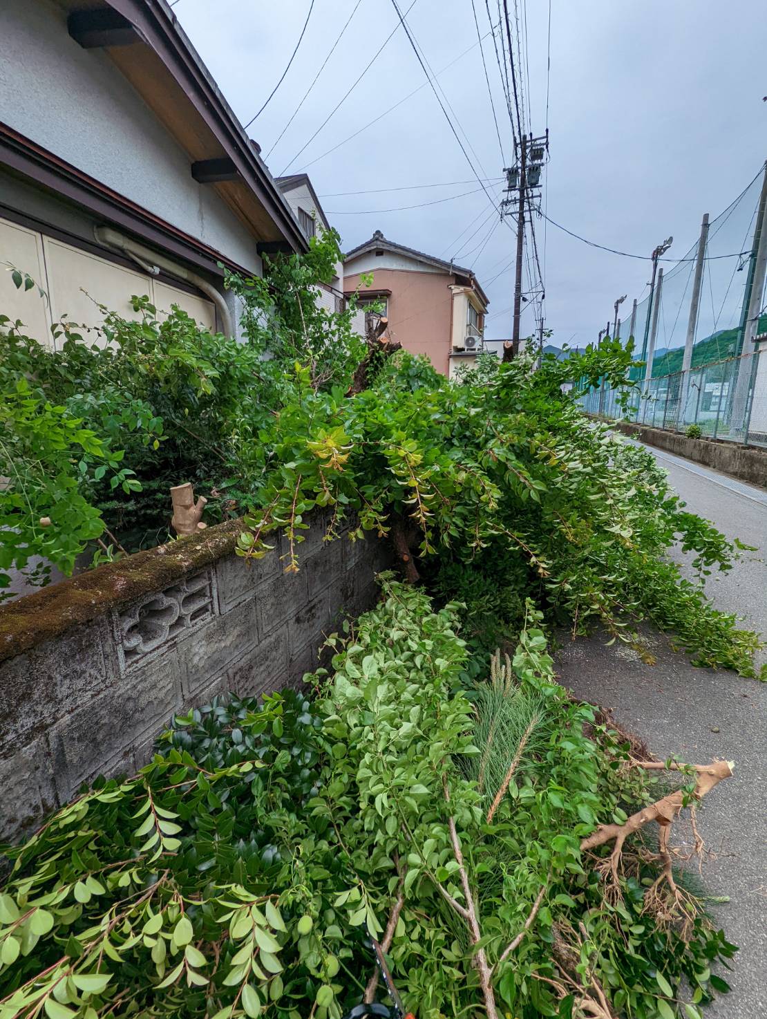 ～　三重県北牟婁郡紀北町で木の伐採　～