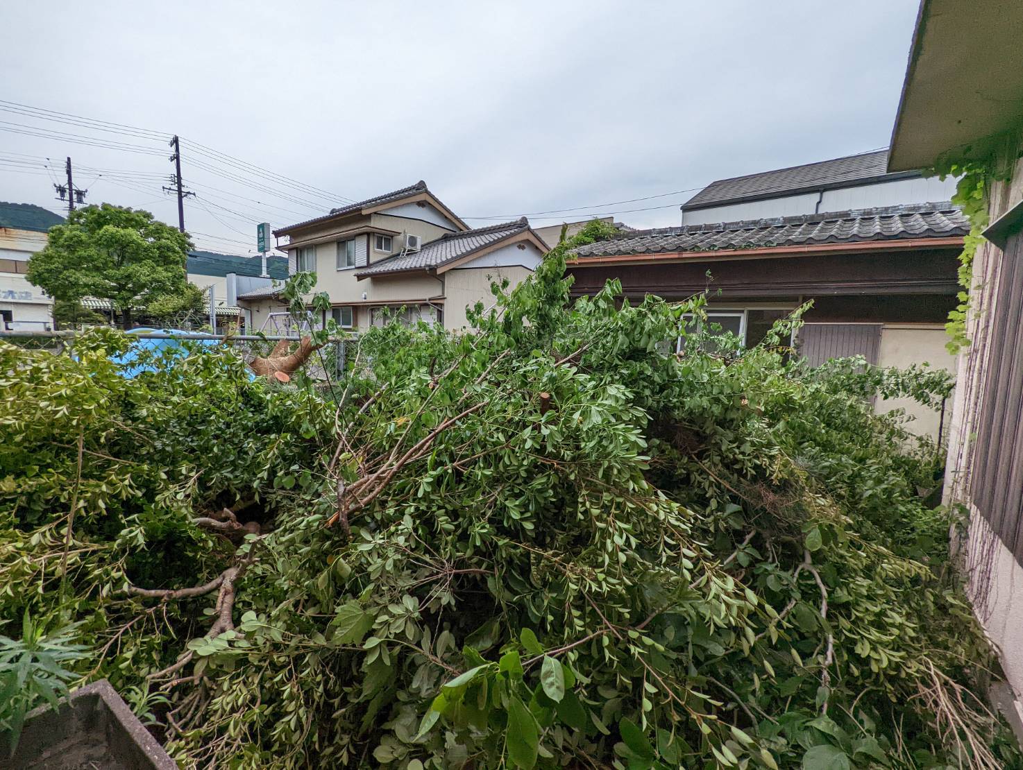 ～　三重県北牟婁郡紀北町で木の伐採　～